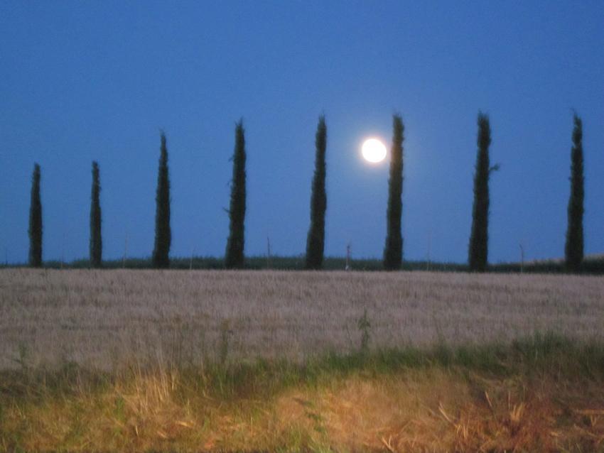 Agriturismo Torrenieri Da Alessandro Pienza Exteriör bild